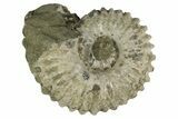 Bumpy Ammonite (Douvilleiceras) Fossil - Madagascar #247945-1